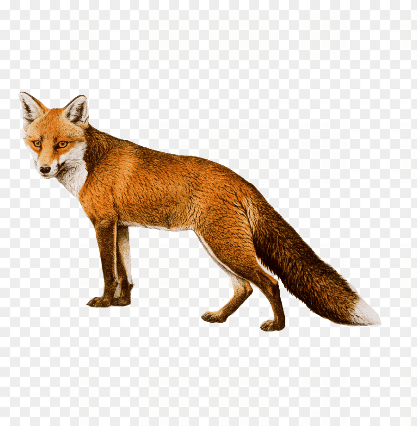 A realistic depiction of a standing fox with orange fur and a bushy tail PNG