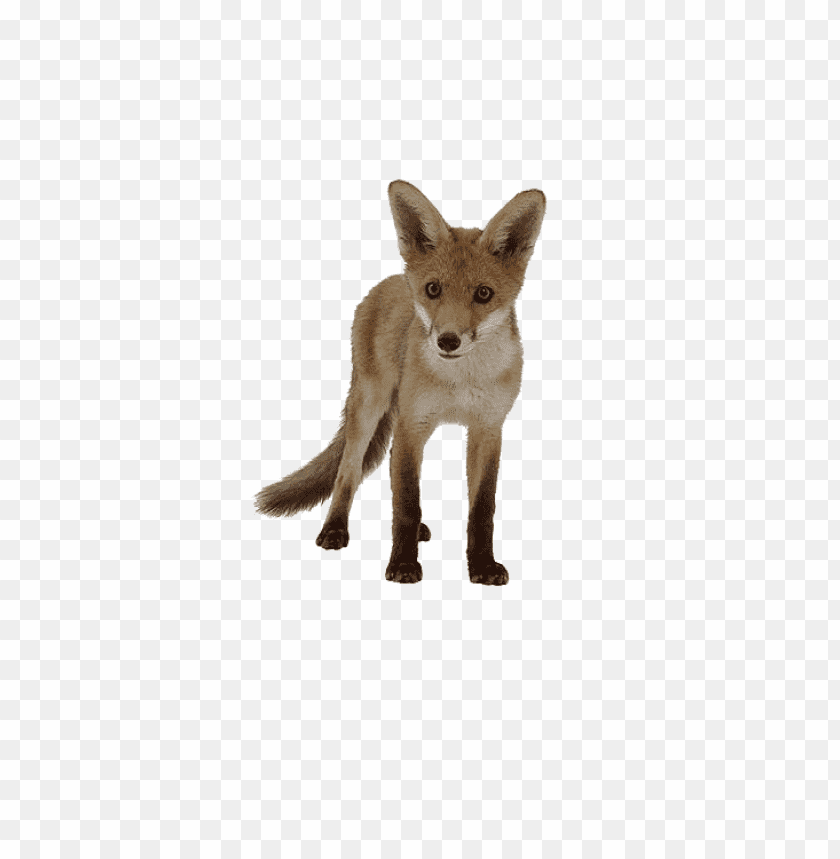 Realistic standing fox with a bushy tail against a transparent background PNG