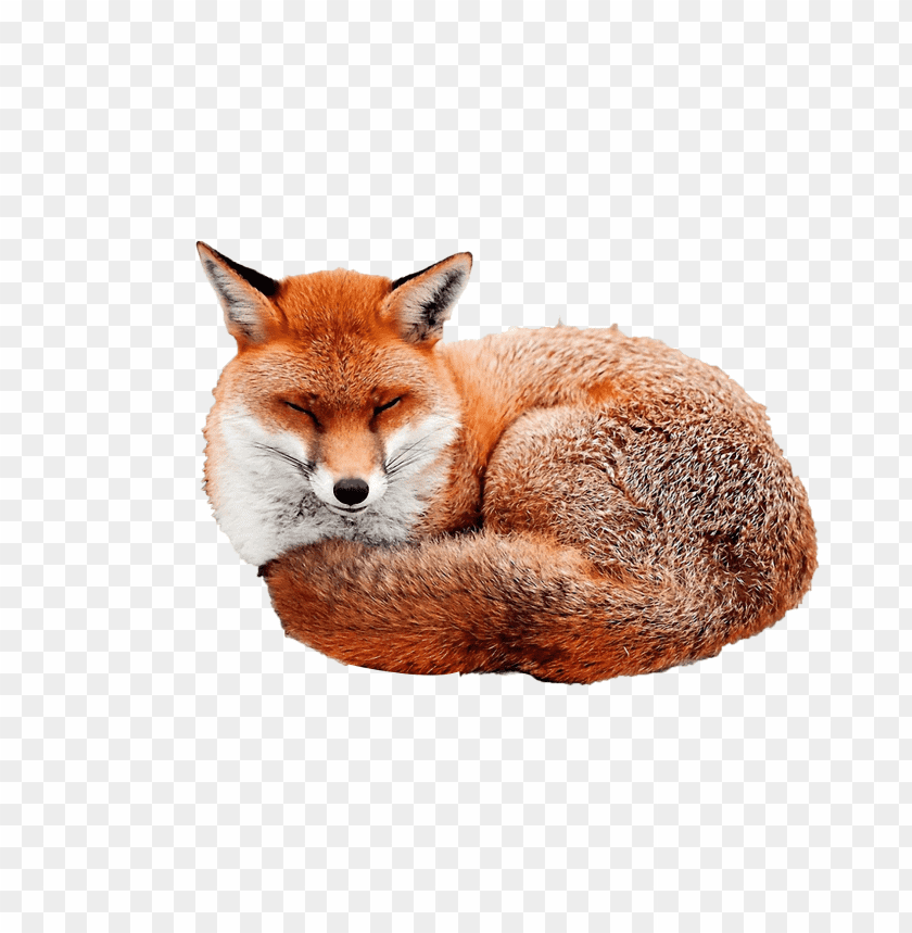 A sleeping red fox curled up with its eyes closed PNG