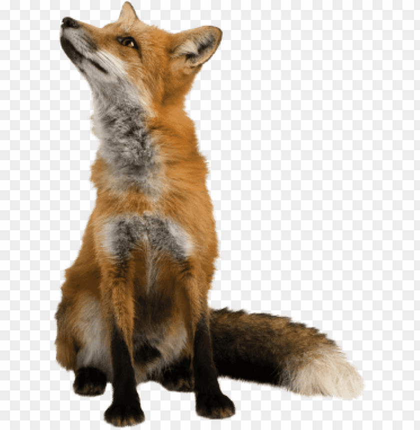 A red fox sitting and looking upwards against a transparent background PNG