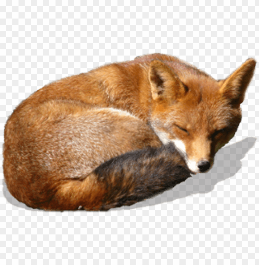 A sleeping fox curled up in a natural position, showcasing its fur and serene demeanor PNG