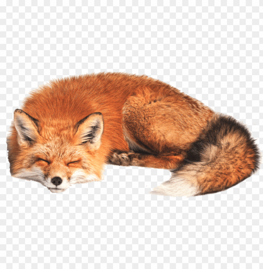 fox png,fox,fox transparent background,fox file png,fox clipart,fox png images,fox png clipart