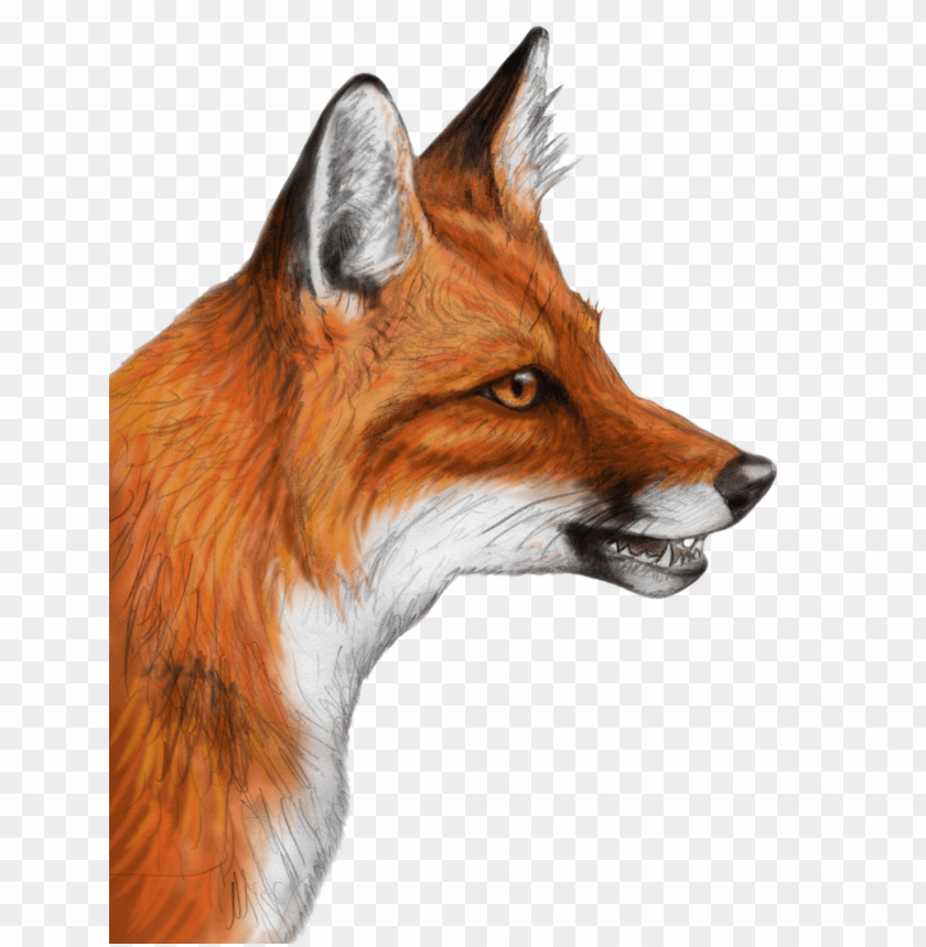 Illustration of a fox's head with detailed fur and expressive features PNG