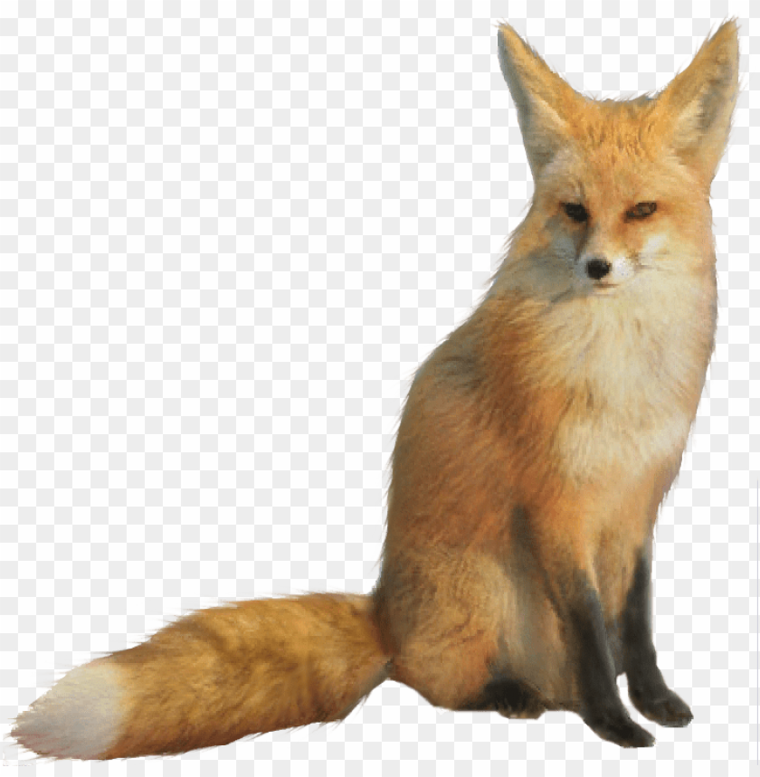 Realistic illustration of a sitting fox with a bushy tail PNG