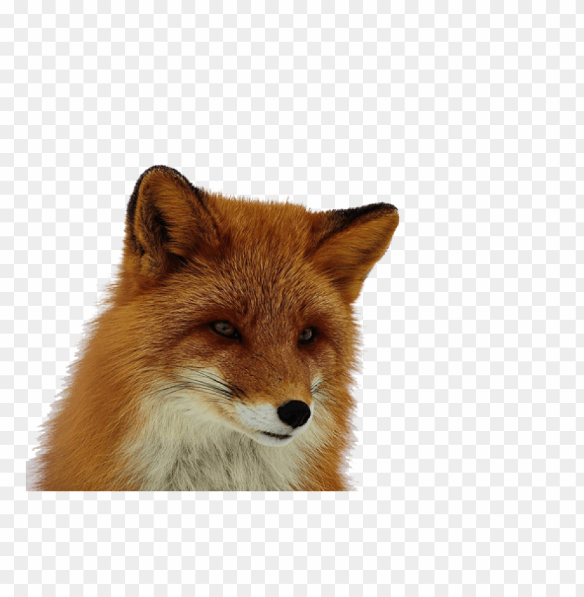 Close-up of a realistic red fox head with vibrant fur PNG