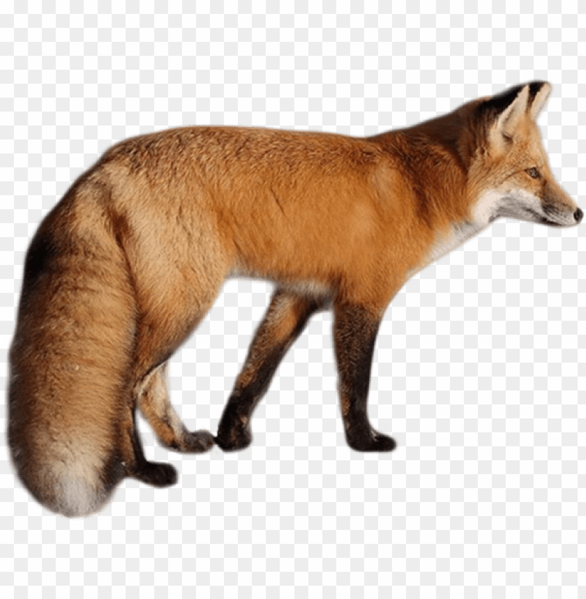 Side view of a red fox with a bushy tail and vibrant fur PNG