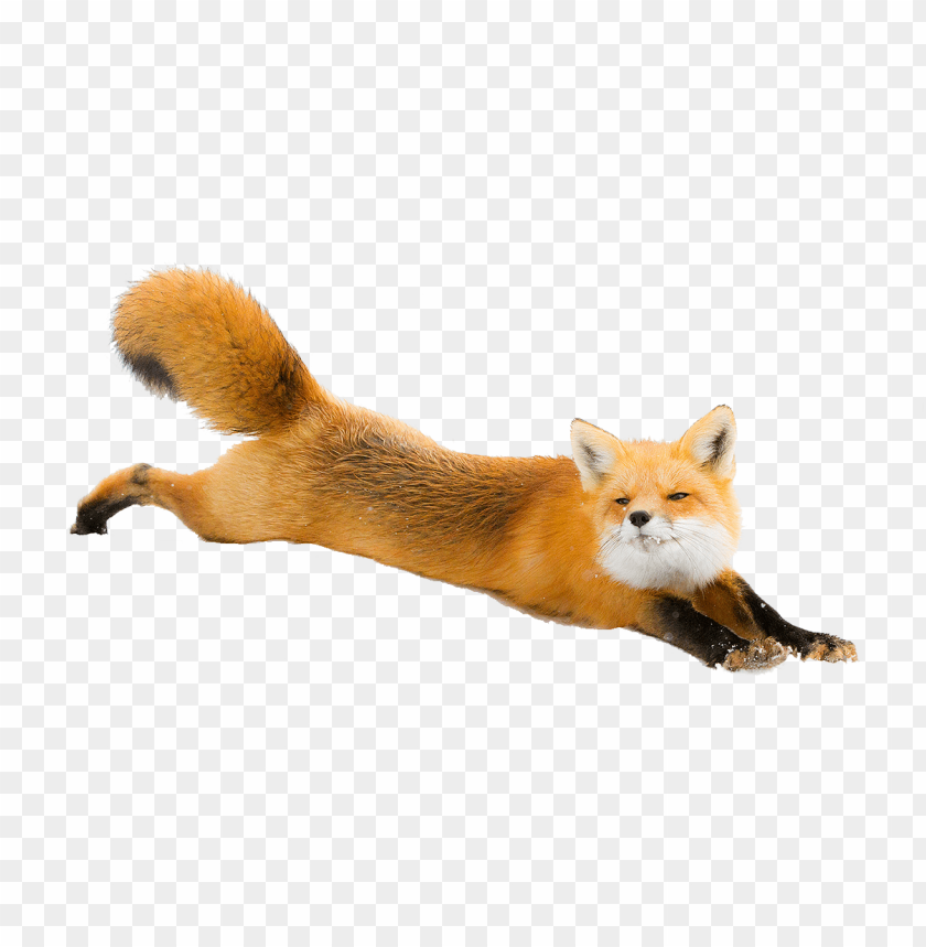 A playful fox jumping in mid-air with a blurred background PNG