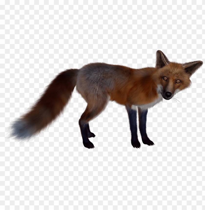 A realistic illustration of a standing fox with a bushy tail PNG