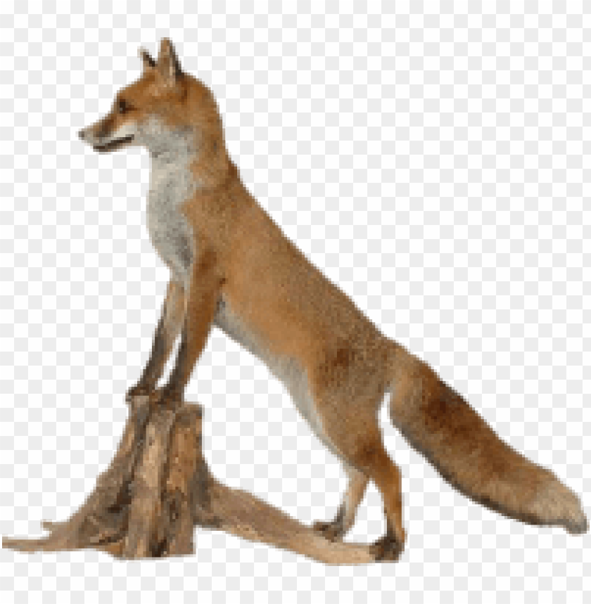 A standing fox on a log, showcasing its vibrant orange fur and alert posture PNG