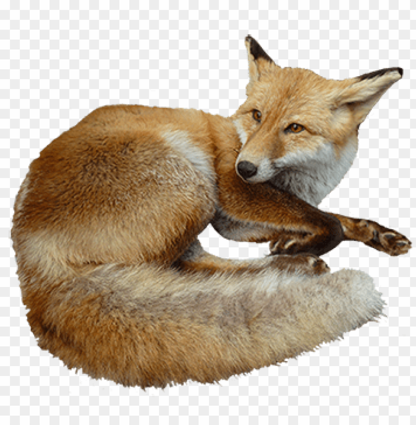 A sitting fox with a bushy tail and alert expression on a transparent background PNG