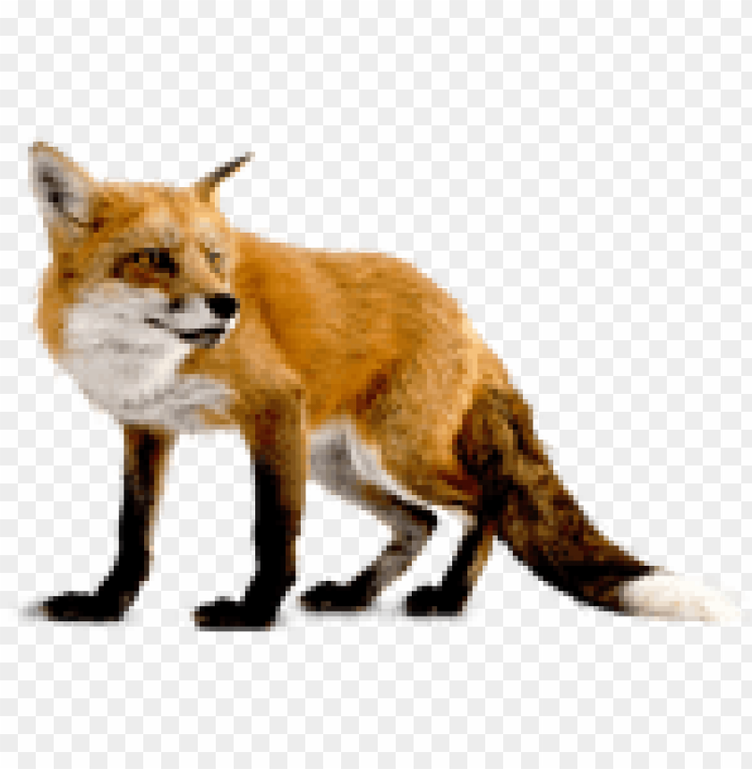 A realistic illustration of a standing red fox PNG