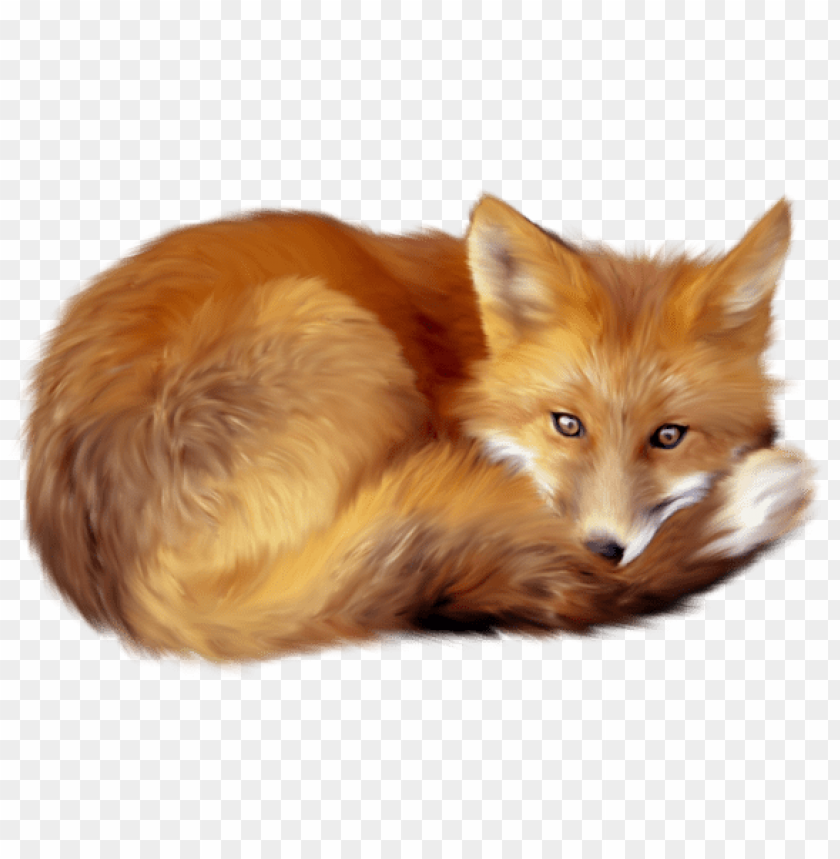 A resting fox curled up with vibrant orange fur and attentive gaze PNG