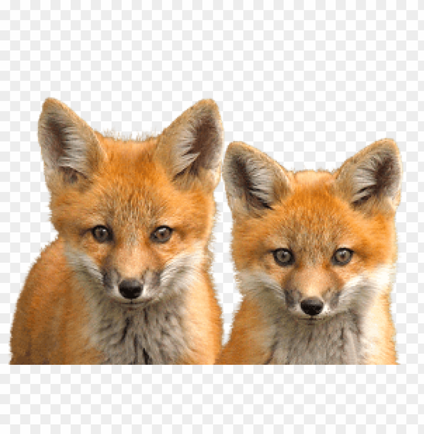 Two cute red fox cubs with bright eyes and fluffy fur PNG