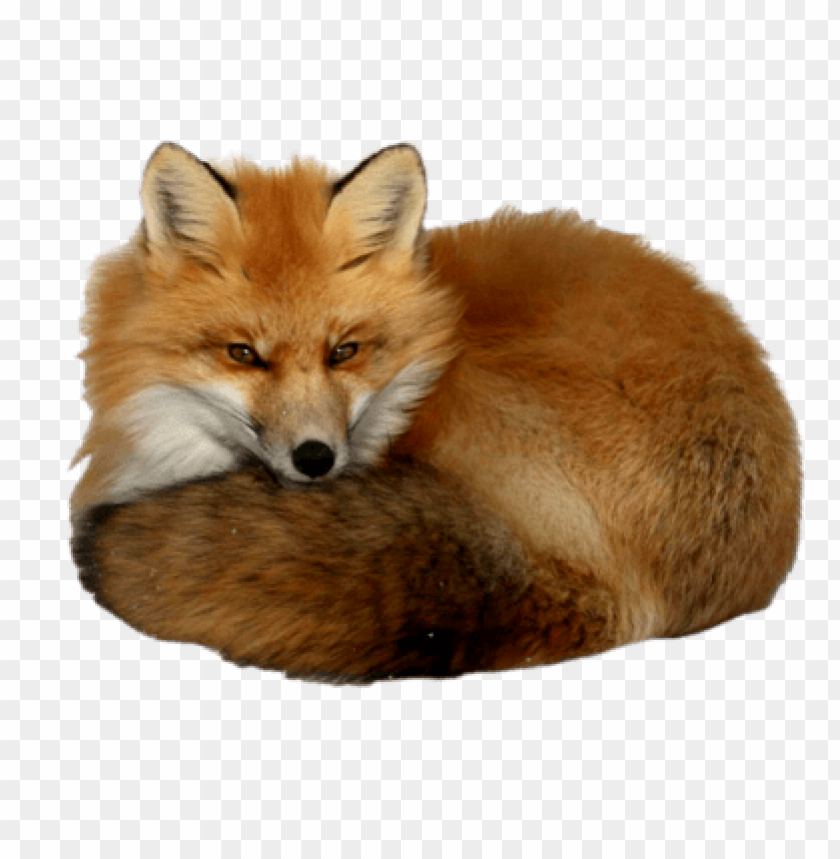 A red fox curled up, showcasing its fluffy fur and alert expressio PNG