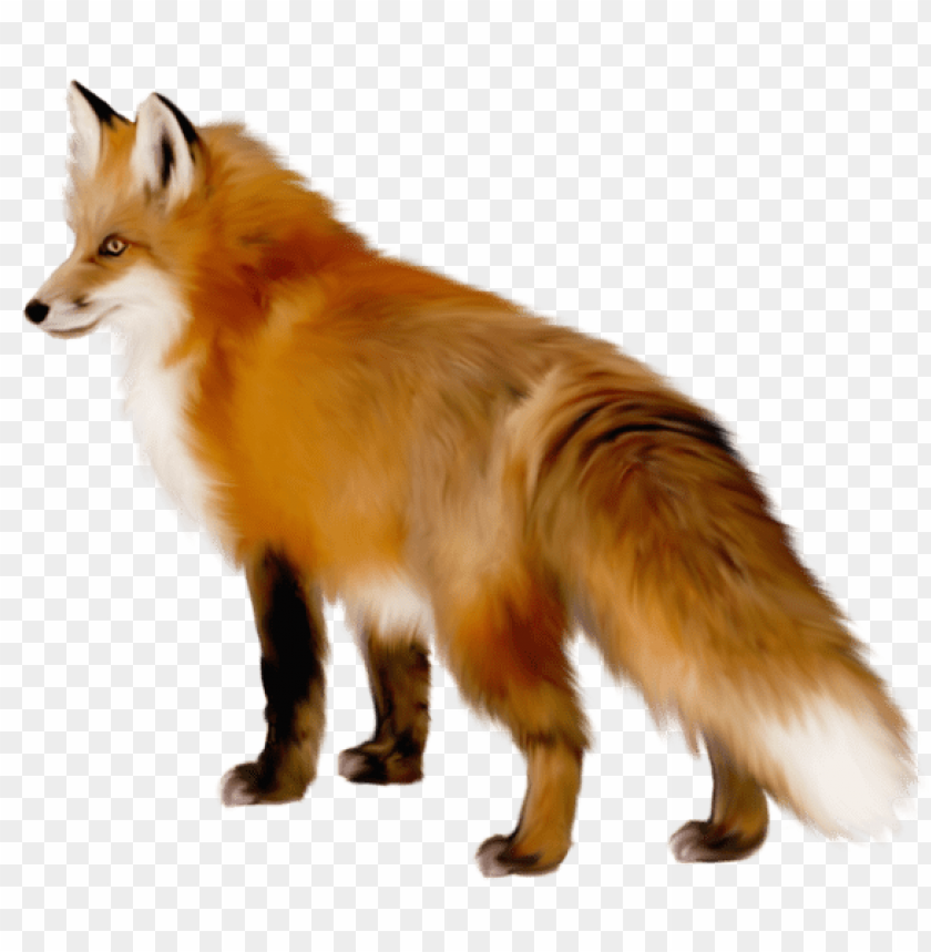 Realistic illustration of a standing orange fox with a bushy tail PNG