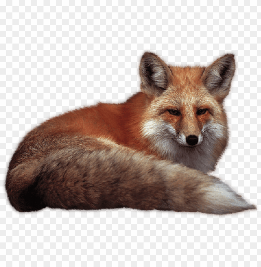 A relaxed red fox lying down with a bushy tail PNG