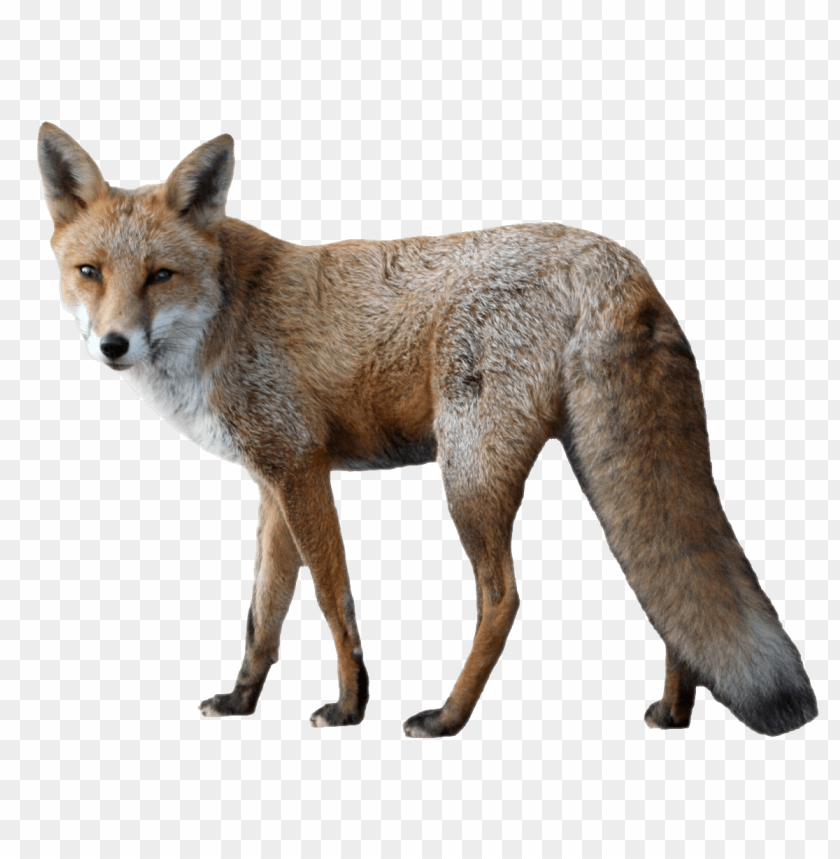 A realistic fox standing gracefully, showcasing its fur and alert expressio PNG