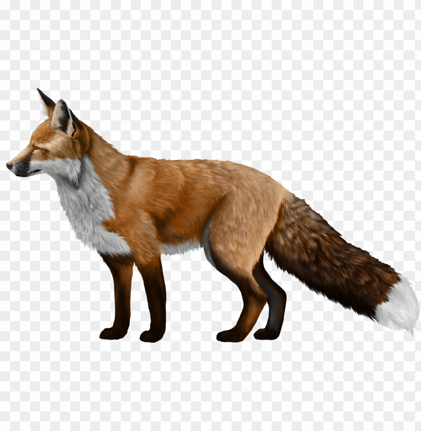 Realistic illustration of a standing fox with a bushy tail PNG