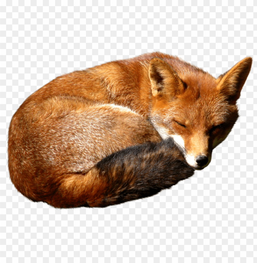 A curled-up red fox resting peacefully in a natural environment PNG