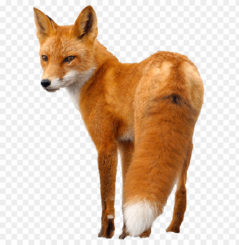 Realistic fox with a bushy tail, standing sideways on a transparent background PNG