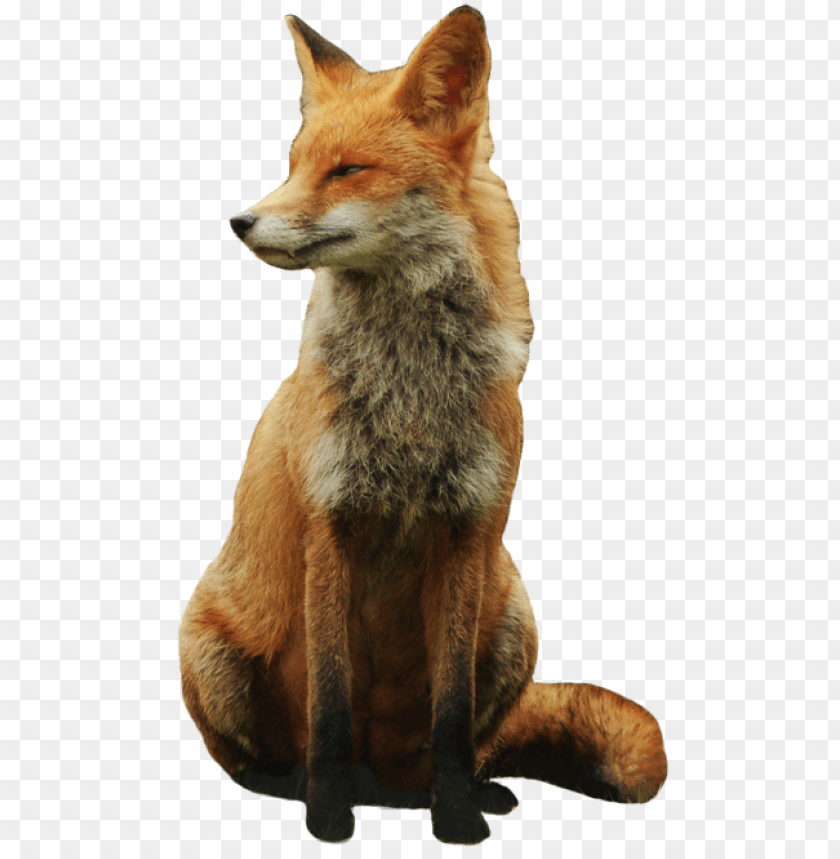 A realistic fox sitting gracefully with a bushy tail PNG