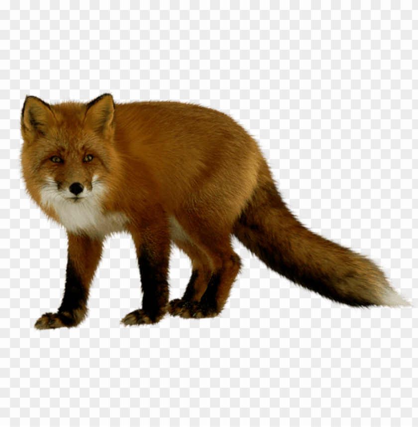 Realistic fox standing with a bushy tail on a transparent background PNG