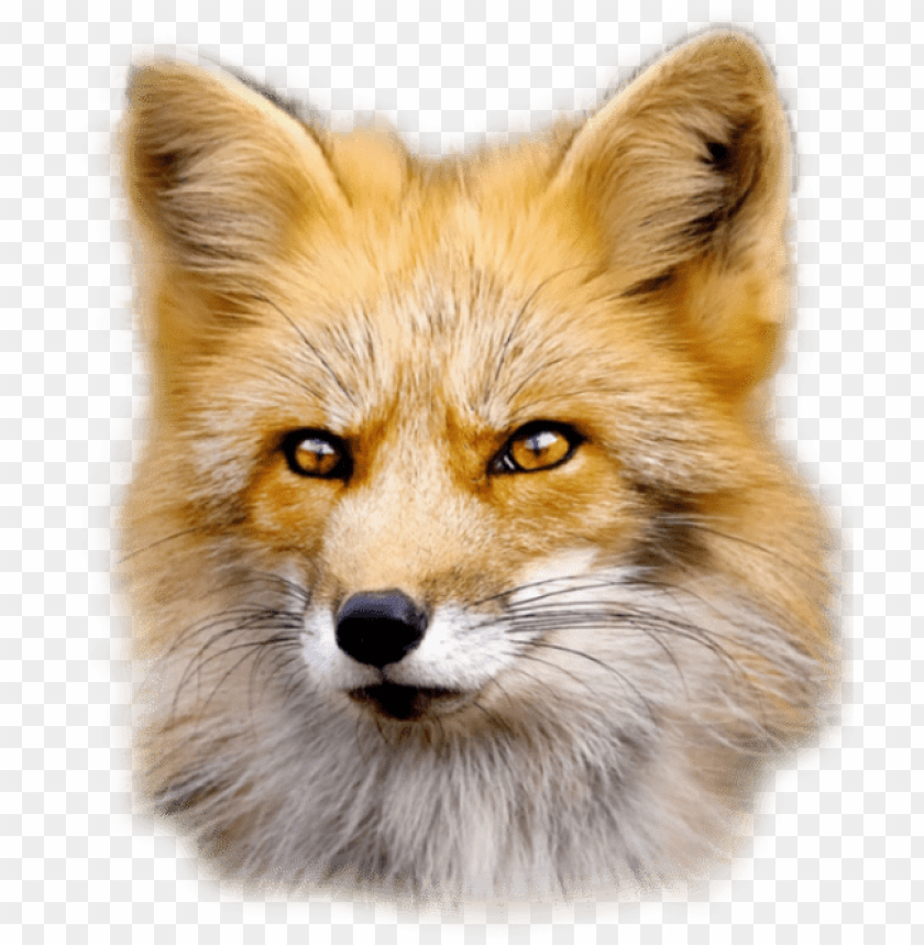 Realistic fox head with bright eyes and detailed fur texture PNG