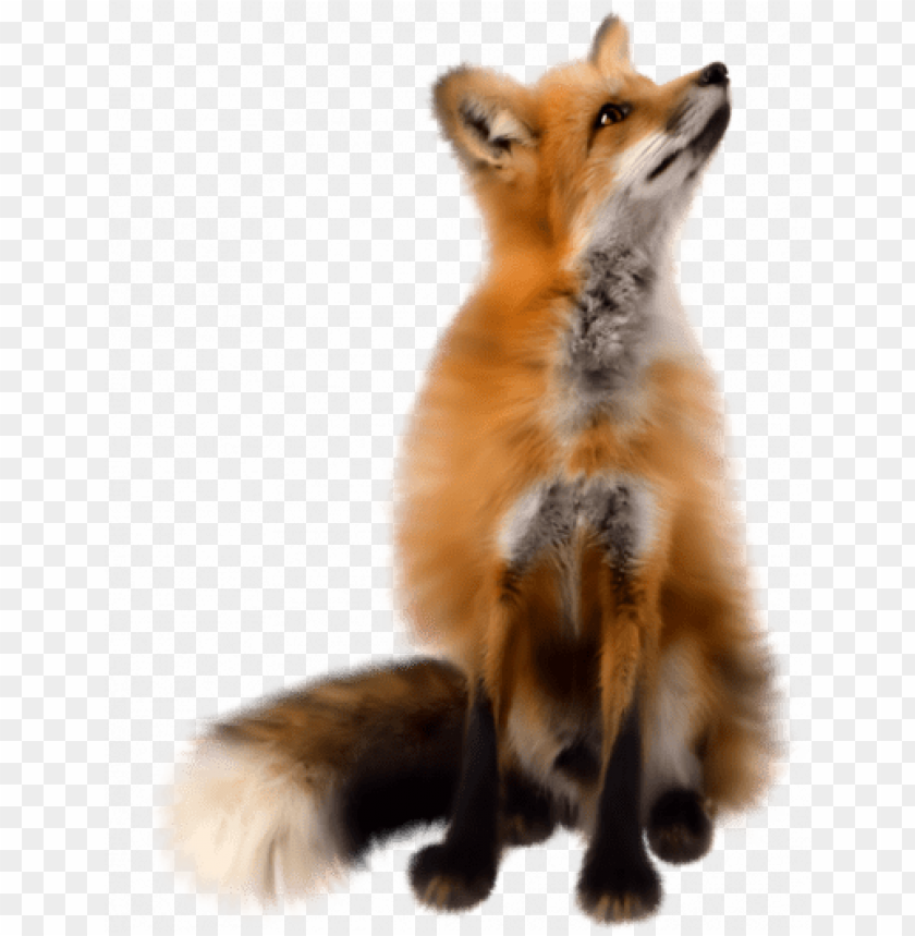 A cute fox sitting upright with a fluffy tail and colorful fur PNG