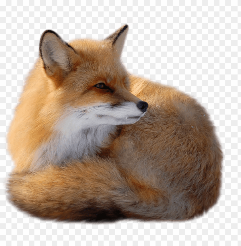 A resting fox with a bushy tail, showcasing its orange-brown fur and alert expressio PNG