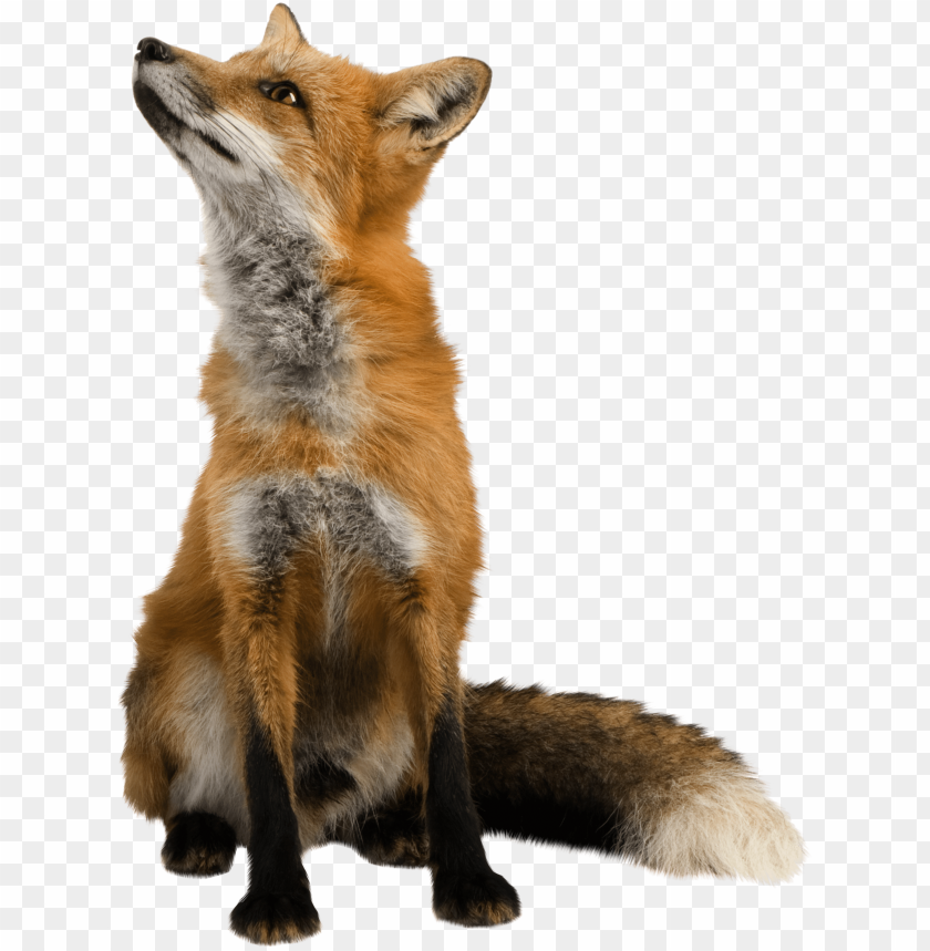 A fluffy red fox looking up, showcasing its vibrant fur and bushy tail PNG