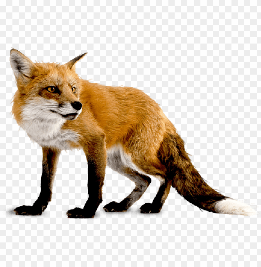 A realistic orange fox standing on all fours with a bushy tail PNG