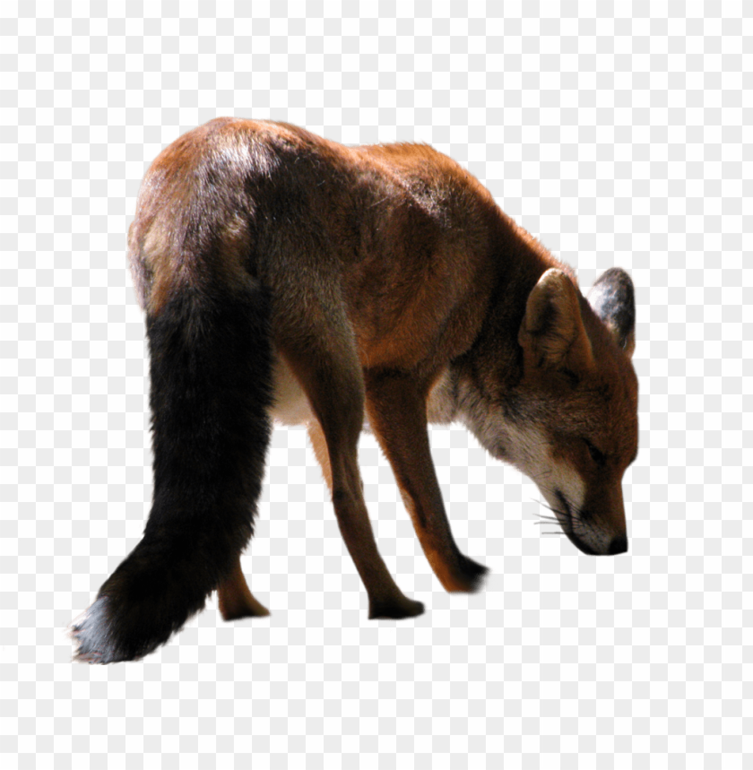 A fox walking with its head down against a transparent background PNG