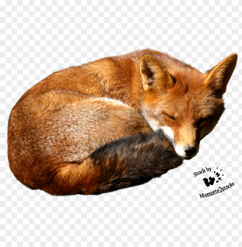 Sleeping fox curled up on its side, fur glowing in the light PNG