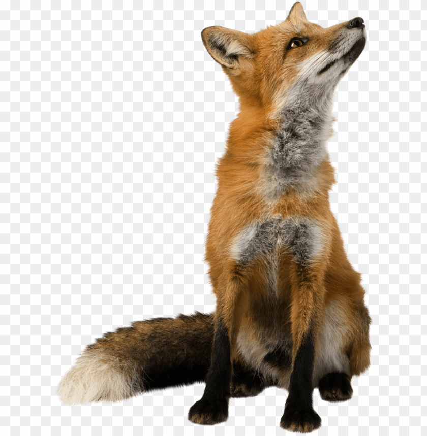 A curious red fox looking upward with a soft expressio PNG