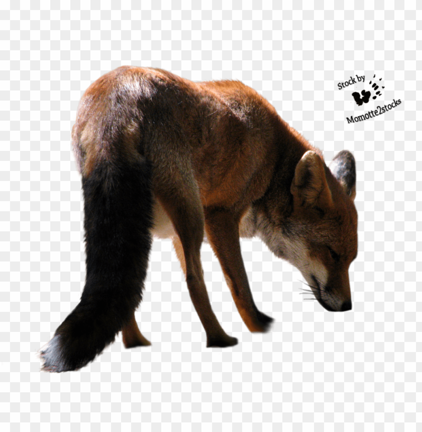 A fox with a bushy tail, walking gracefully in a natural pose PNG