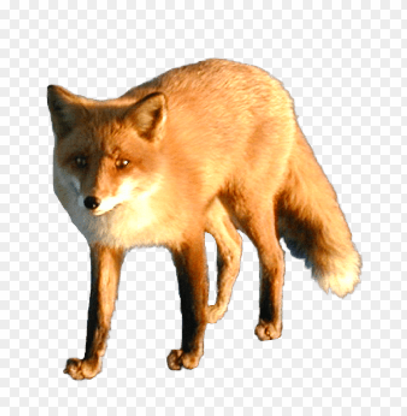 Realistic orange fox standing in a natural pose on a transparent background PNG