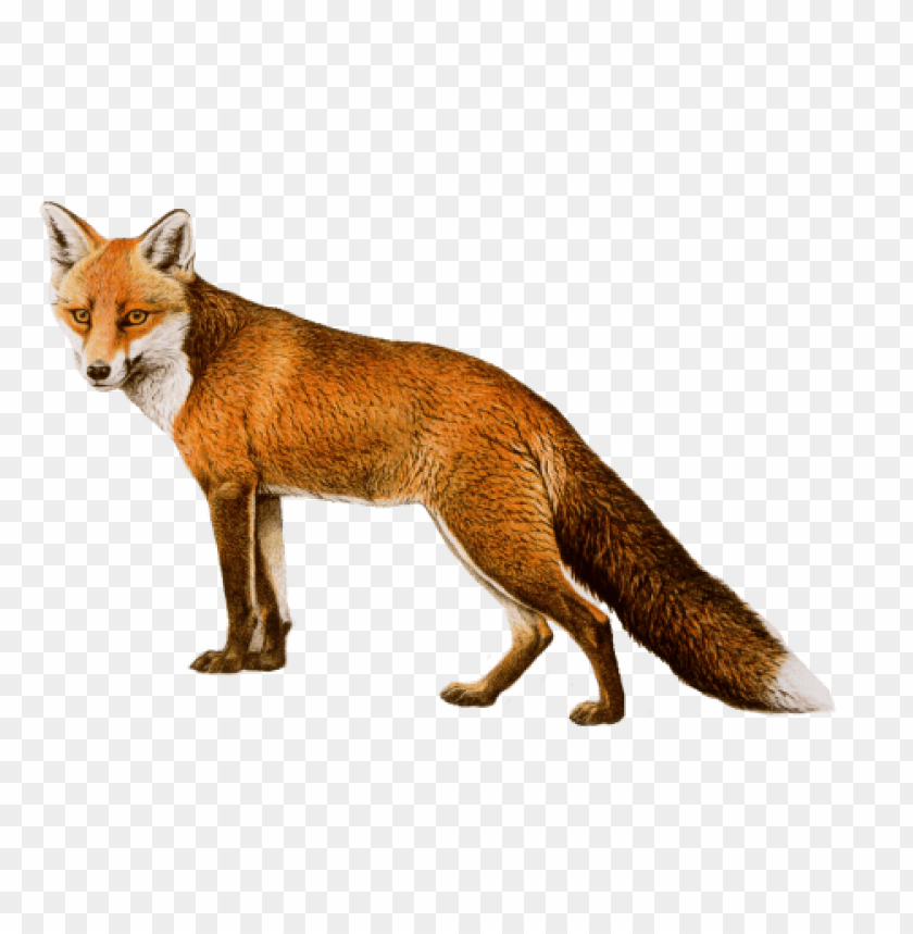 A realistic illustration of a standing red fox with a bushy tail PNG