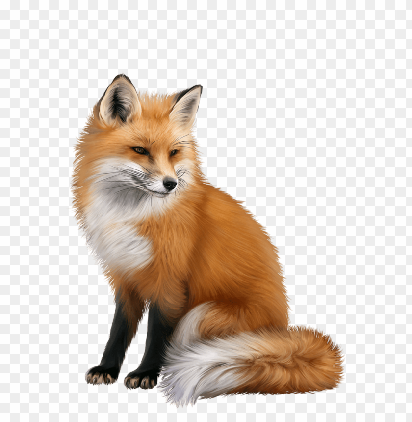 fox,animals