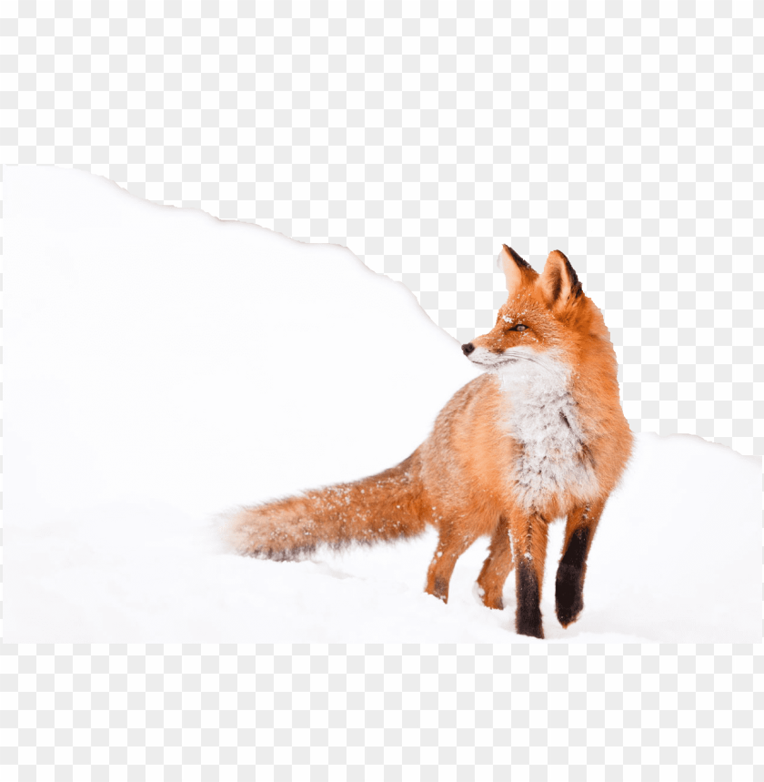 fox,animals