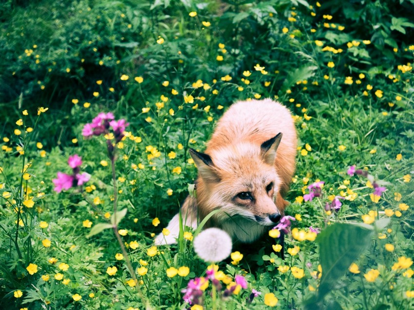 Fox Flowers Grass Wildlife Beast Background