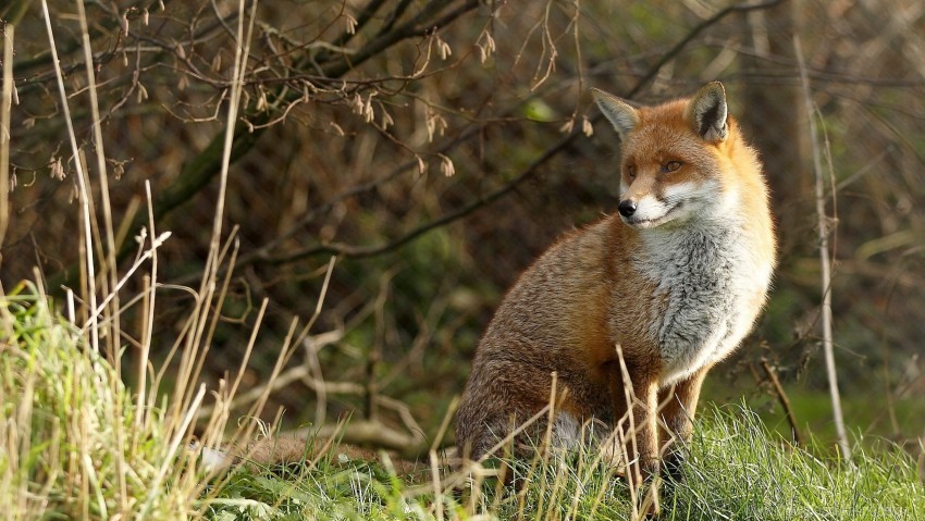 Fox Grass Predator Sit Wallpaper PNG Transparent Background