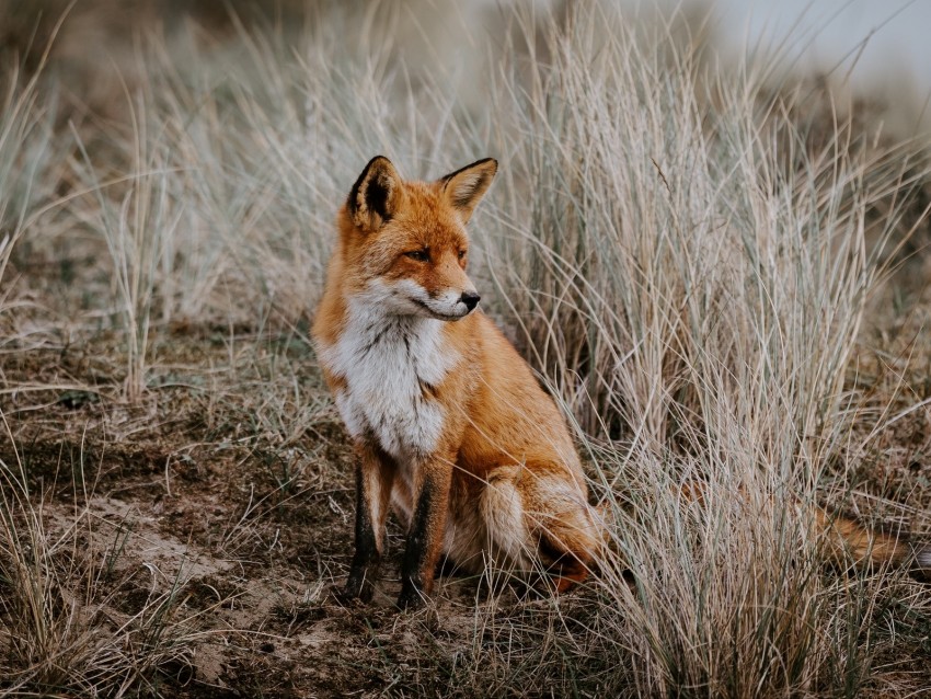 fox, grass, predator, sits, wildlife