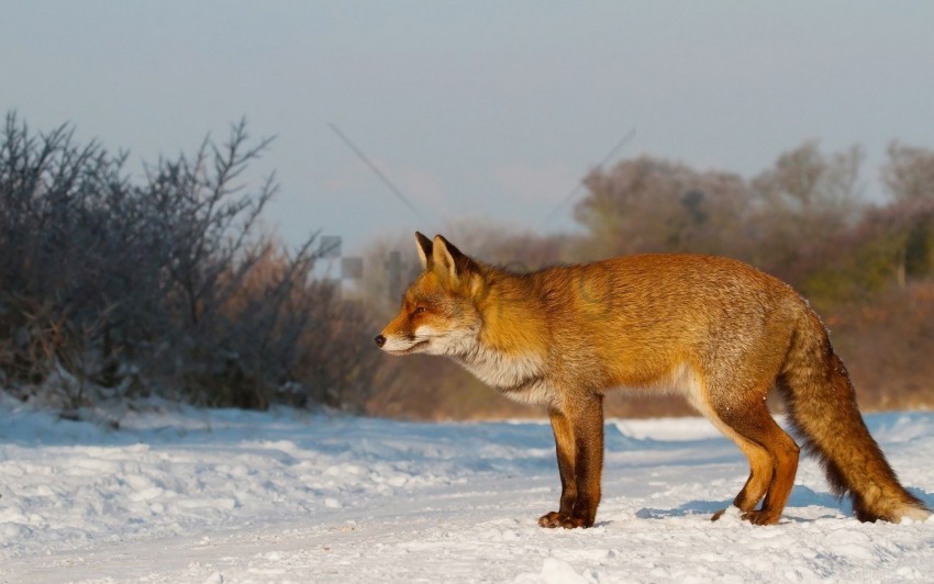 Fox Hunting Snow Walk Wallpaper PNG Transparent Background