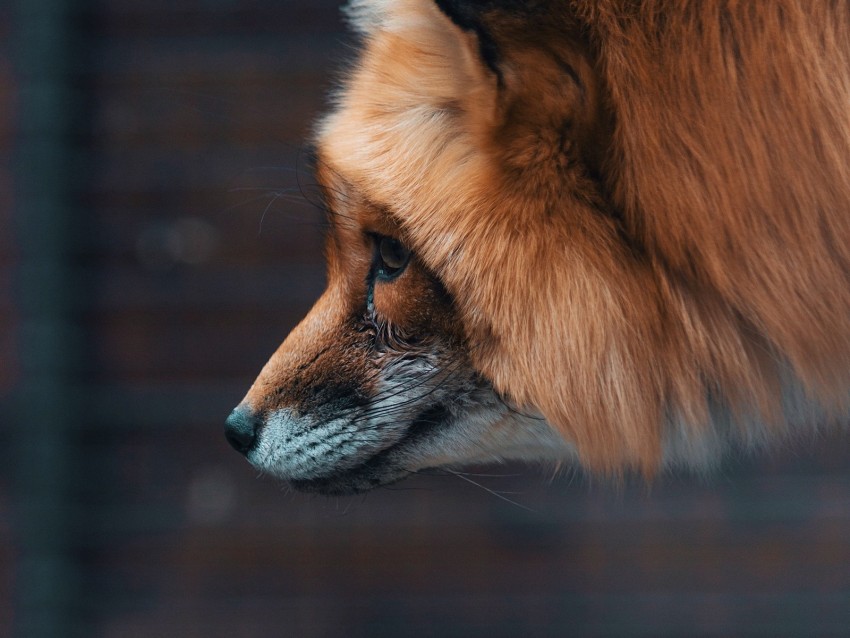 Fox Muzzle Furry Beast Wildlife Background