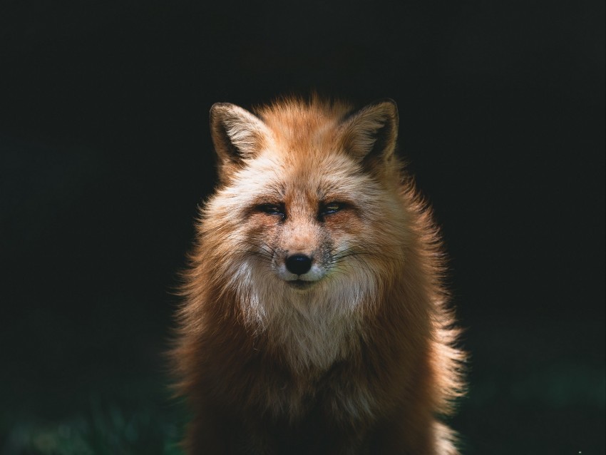 fox, red, glance, animal, predator