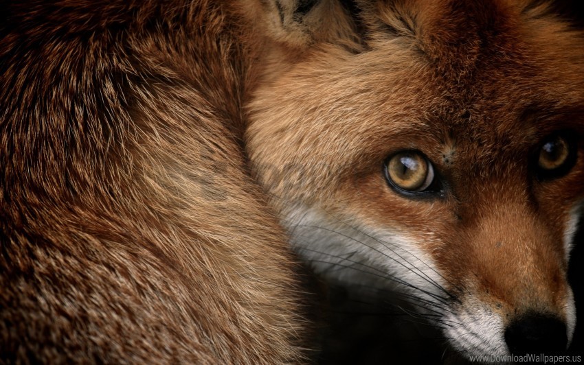 fox, wildlife, animal, nature, fur, close-up, eyes