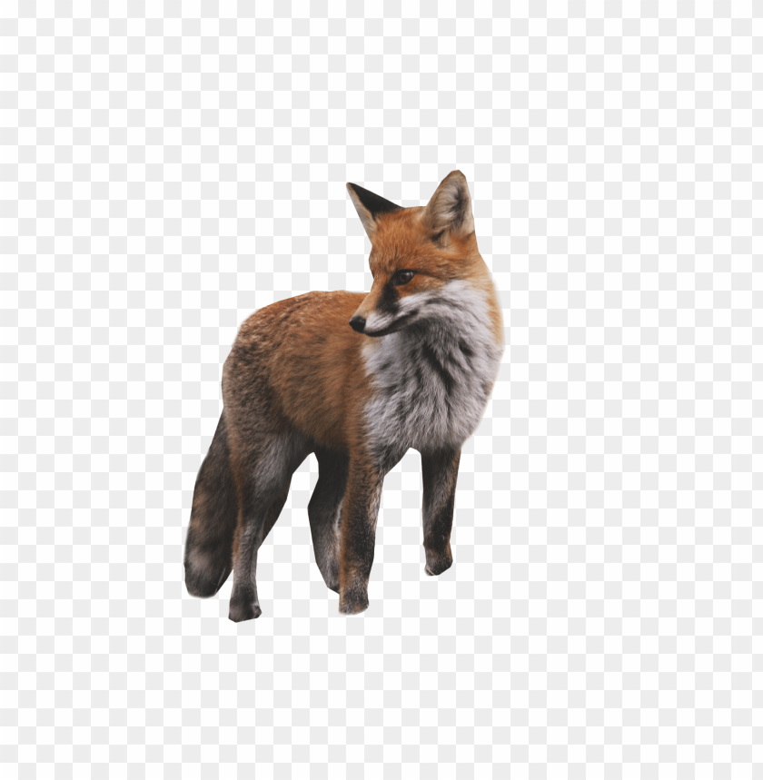 Animals, Wildlife, Fox, Nature, Mammals