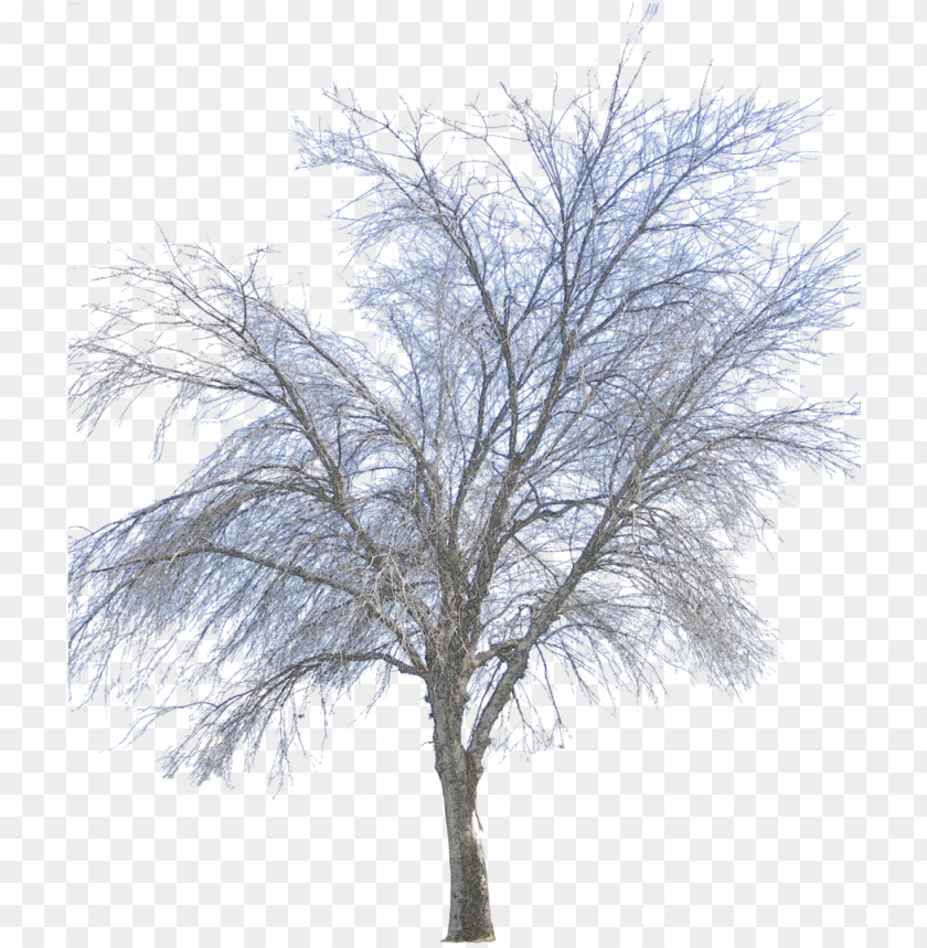 Winter Tree