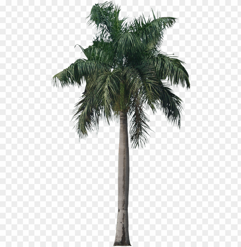 palm tree, tropical plant, greenery, foliage, outdoor, nature, exotic vegetation