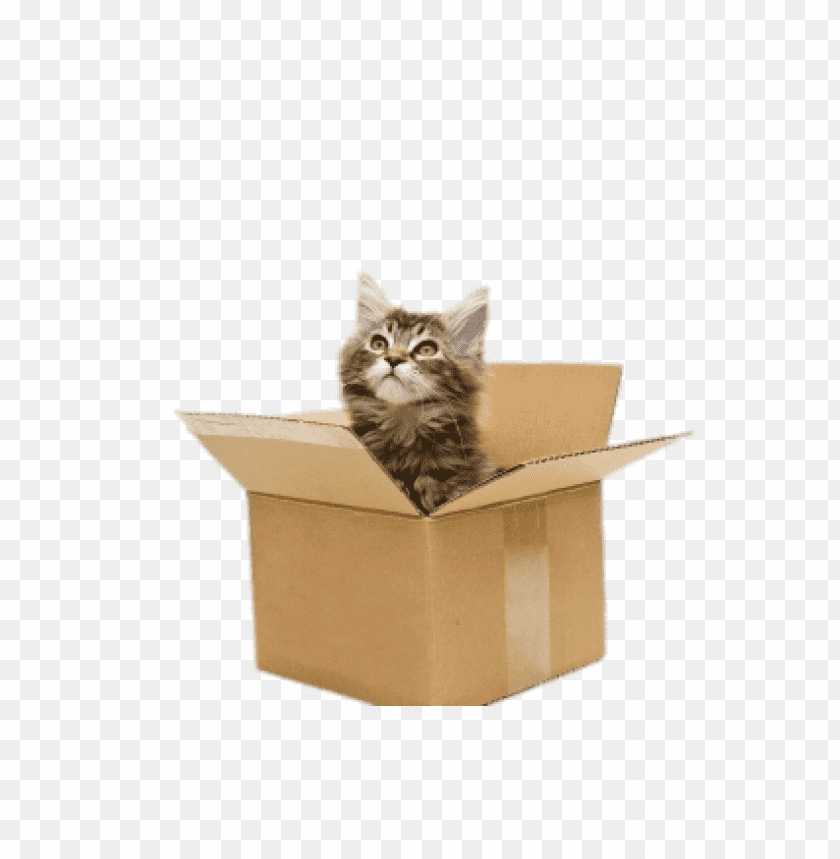 Curious cat peeking out of a cardboard box PNG